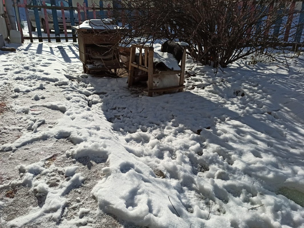 Белая кошь осталась2