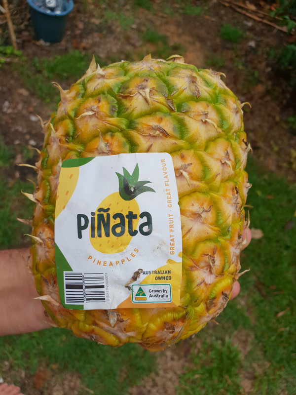 aaaaa pinata pine