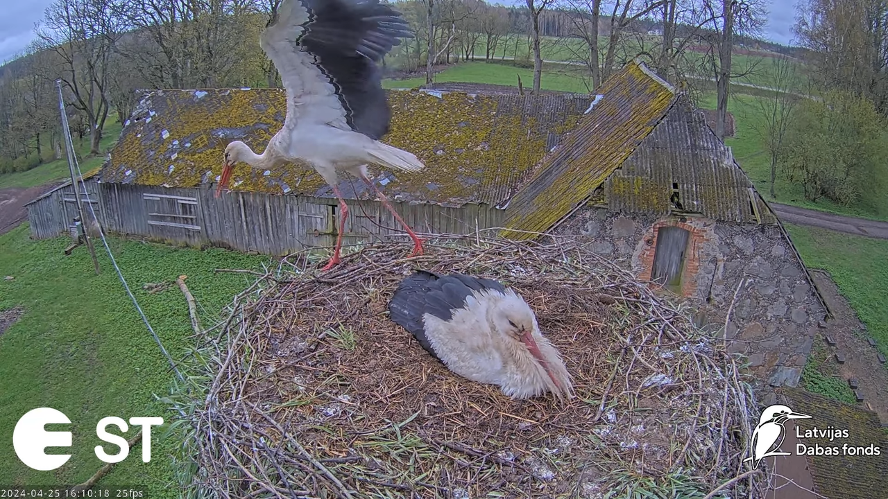 Baltie stārķi (Ciconia ciconia) Tukuma novadā - LDF tiešraide __ White storks in Tukums, Latvia 12-2