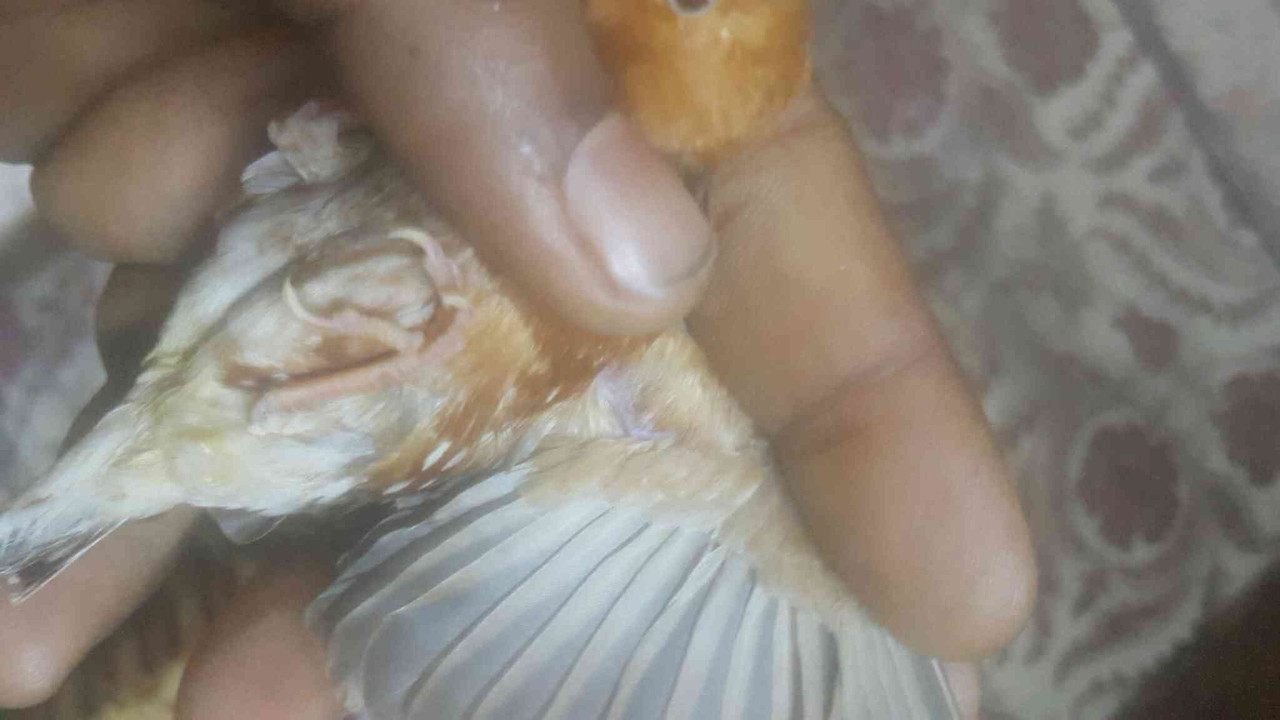 ٢?١٨?٩١٩_٢١١٩٥٩