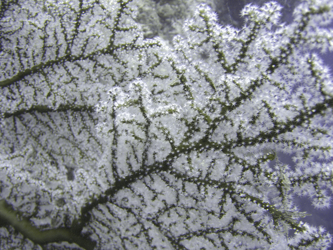 Corail retouché IMG_1313