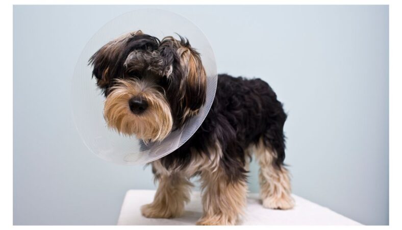 Signs Your Dog Needs To Be Neutered