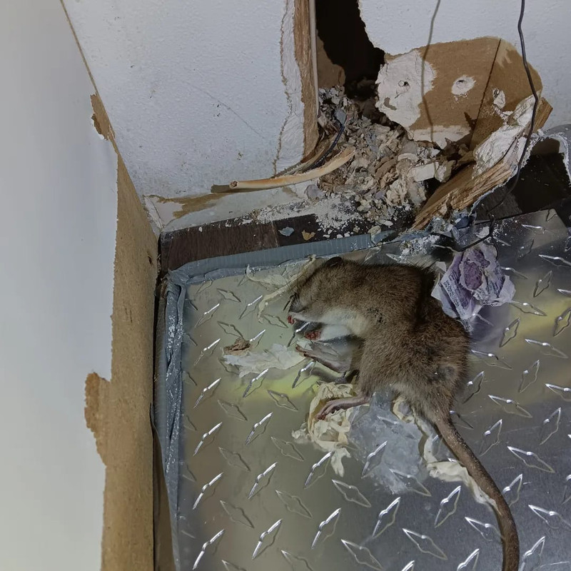 OutLook Pest Management performing pest inspection and treatment in Barlow Oregon