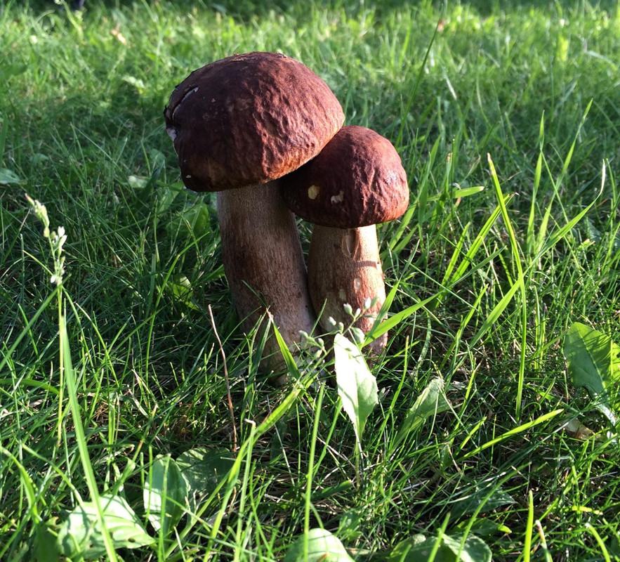 Изображение WhatsApp 2025-06-20 в 21.00.23_c71707d2