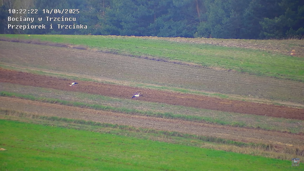 14042025bociany3