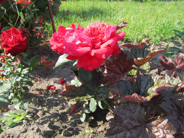 IMG_1097[1]