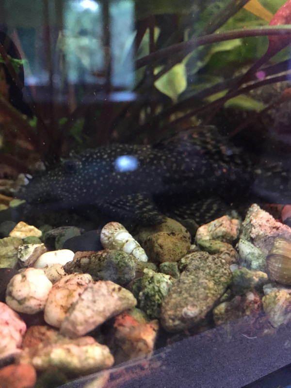 CAD31B24-2DFD-4E3E-9560-E5C117385FD8