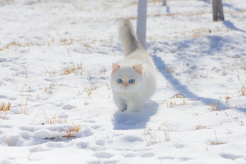 white-cat.jpg