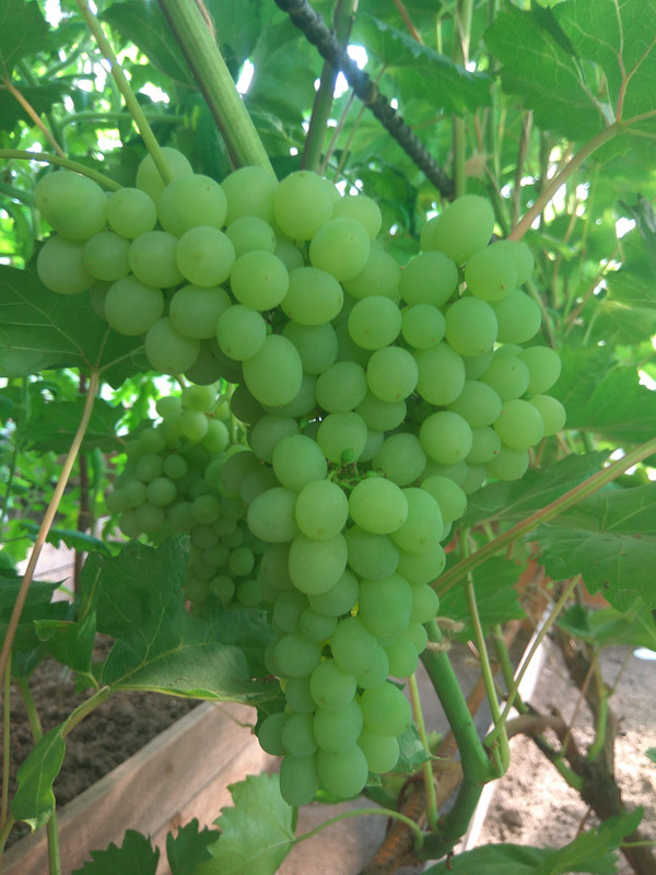 Кишмишь 342 28.07.2018к