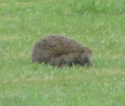 DSC05650.jpg