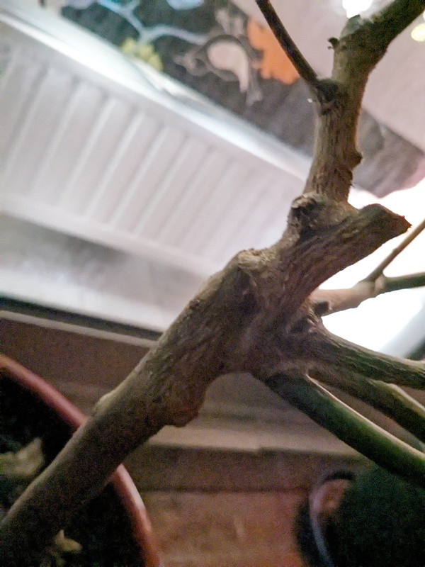 PXL_20240103_212725075