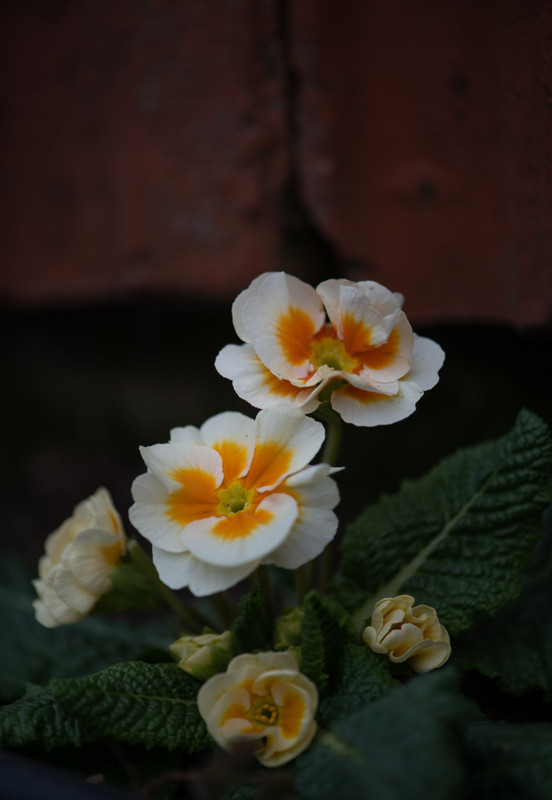 IMG-924796a3e6077e381587167ff8b17665-V