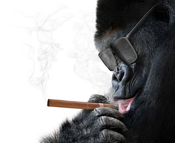 badass-gorille-avec-des-lunettes-de-soleil-de-fumer-un-cigare-comme-un-boss-2.png