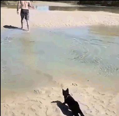 Amazing-Cat-GIF-Cute-black-kitty-following-his-human-at-beach-swimming-like-a-boss-ok-cats.gif