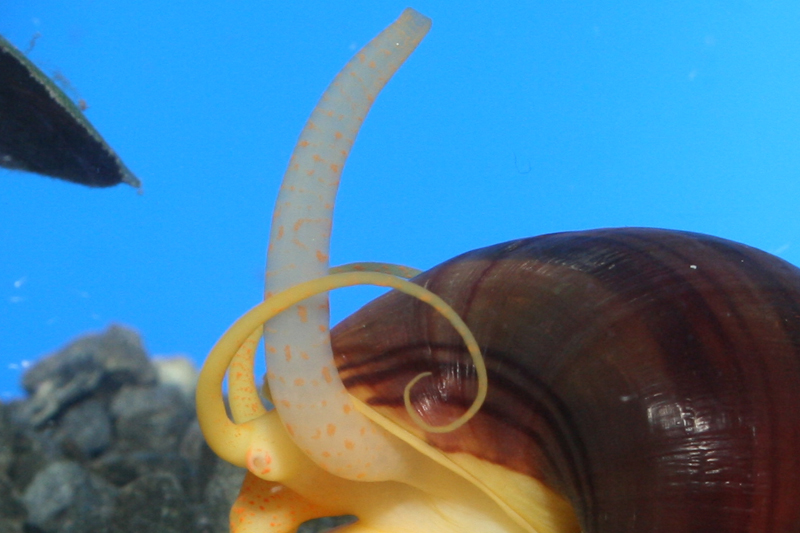 Pomacea-diffusa-Amarillo-detalle2.jpg