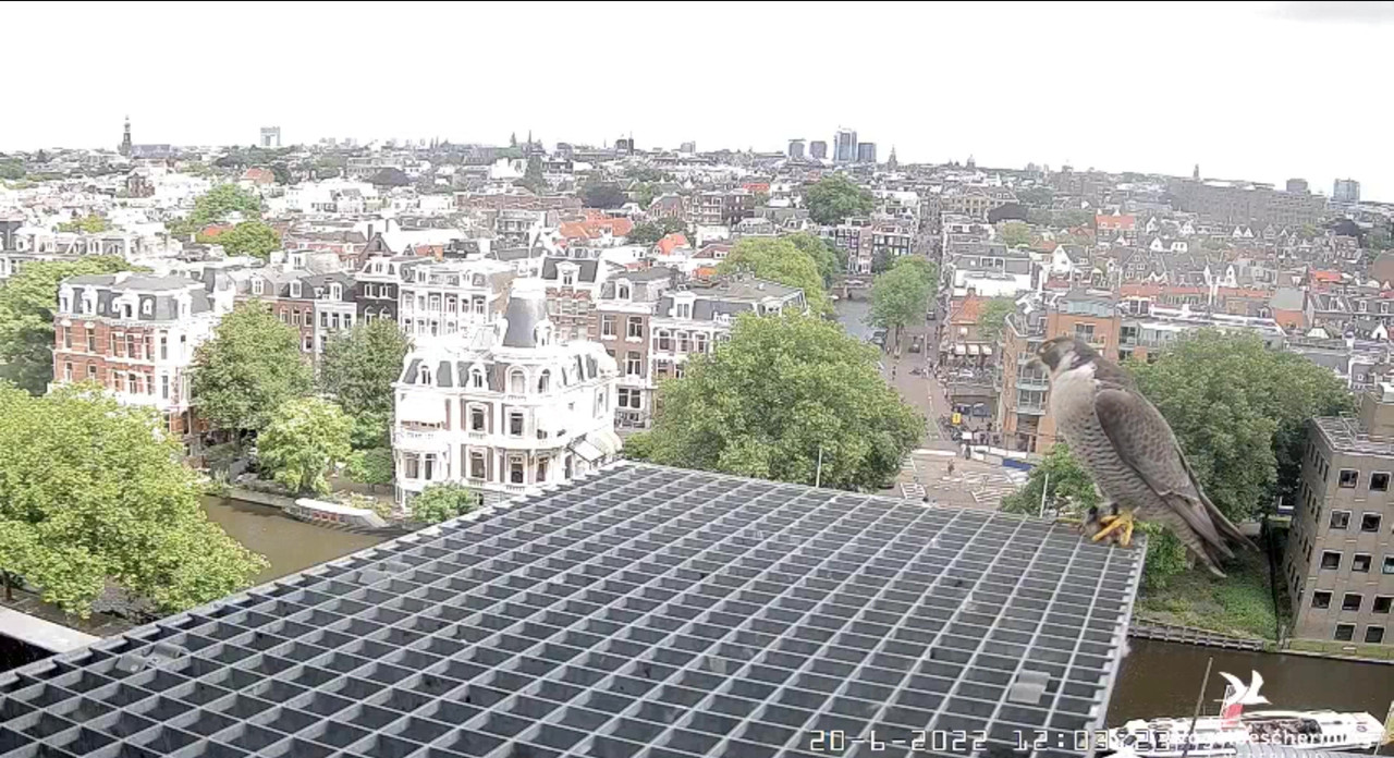 Amsterdam/Rijksmuseum screenshots © Beleef de Lente/Vogelbescherming Nederland - Pagina 30 Video-2022-06-20-121238-Moment