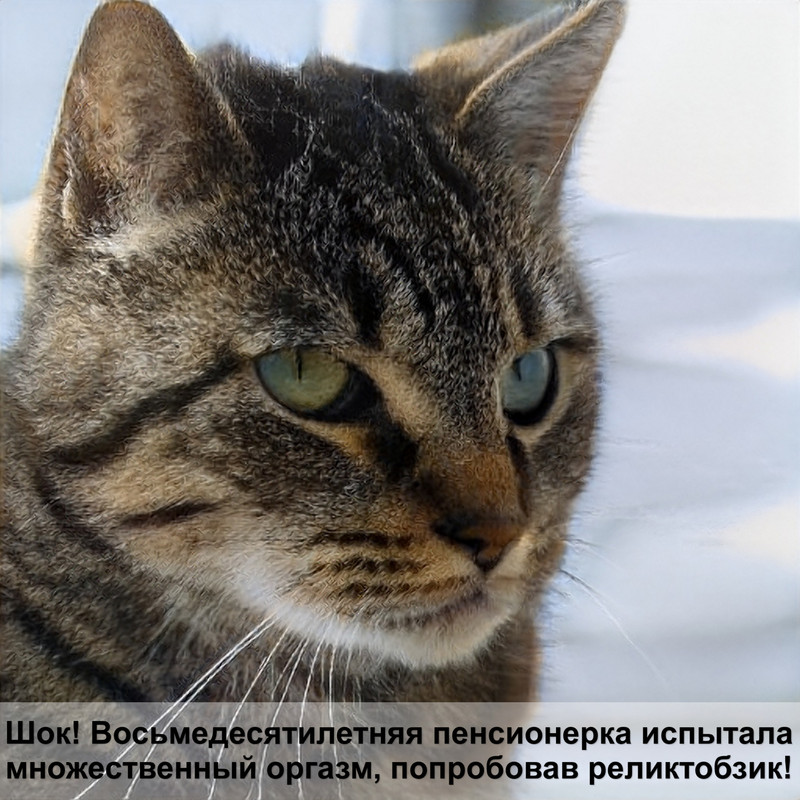 бенгальская кошка разные окрасы