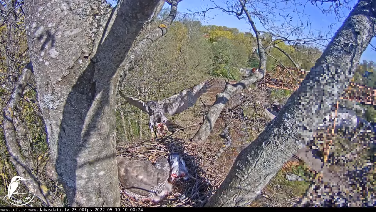 Vistu vanags (Accipiter gentilis) Rīgā - LDF tiešraide __ Goshawks, Riga, Latvia 15-28-2 screenshot