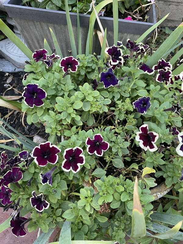 9B28A7A7-AA12-4CBC-851B-9E4ED887C801_1_105_c