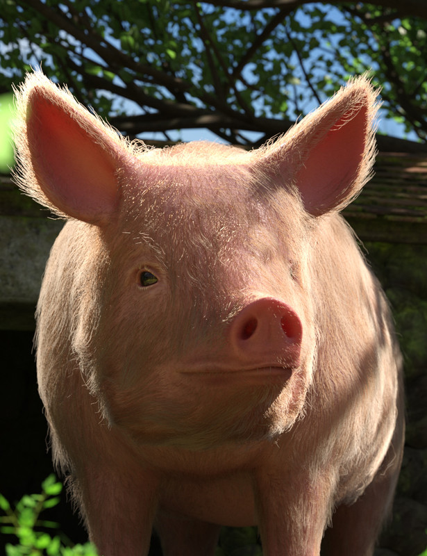 LoREZ Pig 2 LoREZ Pig 2