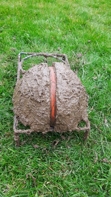 Swallow nest cups 01 04 2020