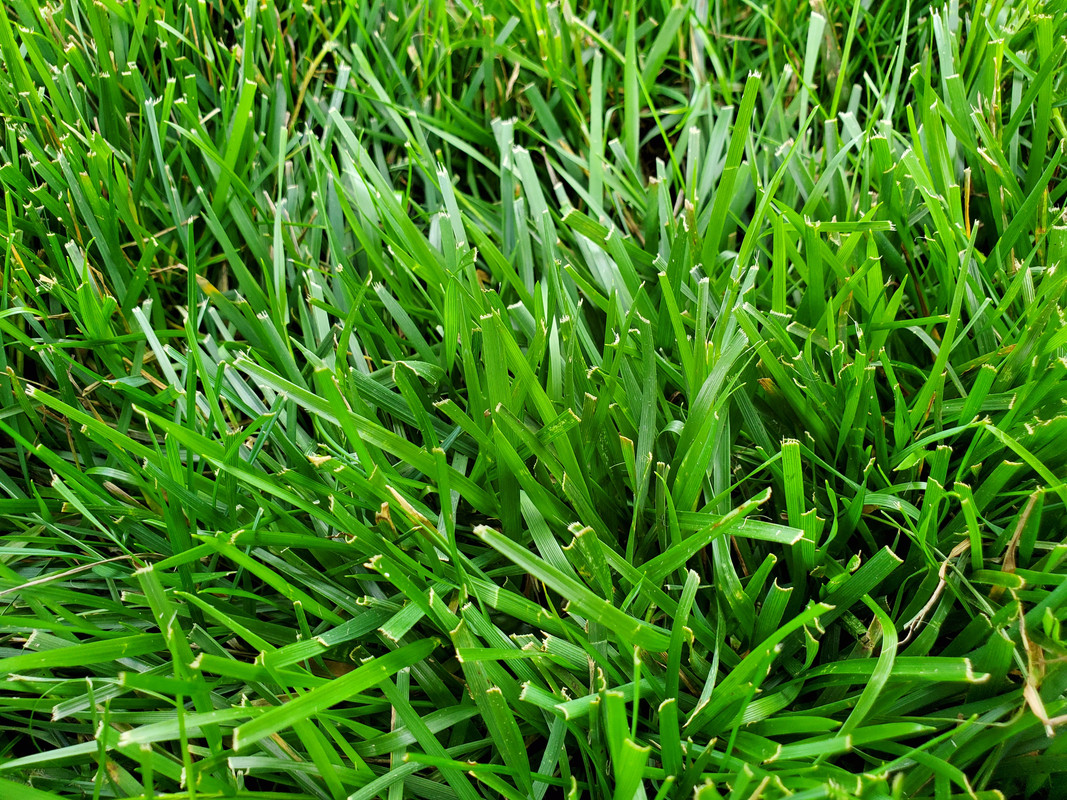 I want to renovate my lawn and start reel mowing... | Lawn Care Forum