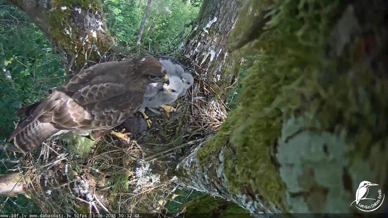 Melnās klijas (Milvus migrans) Kurzemē_ peļu klijāni (Buteo buteo) 6-25-52 screenshot