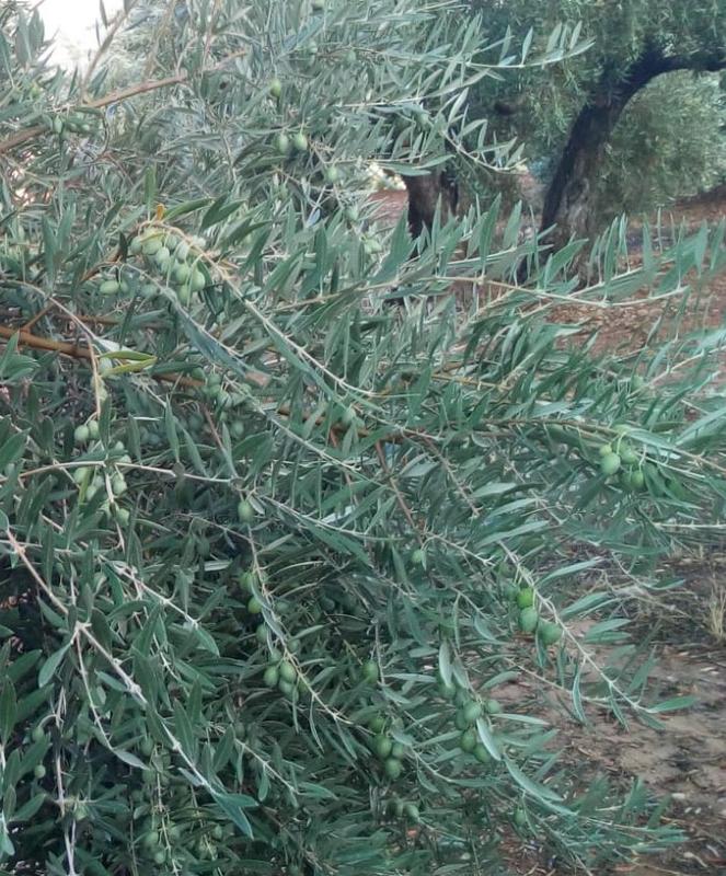 Seguimiento evolutivo/productividad parcela de secano en calar (Jaén) PHOTO-2018-05-15-20