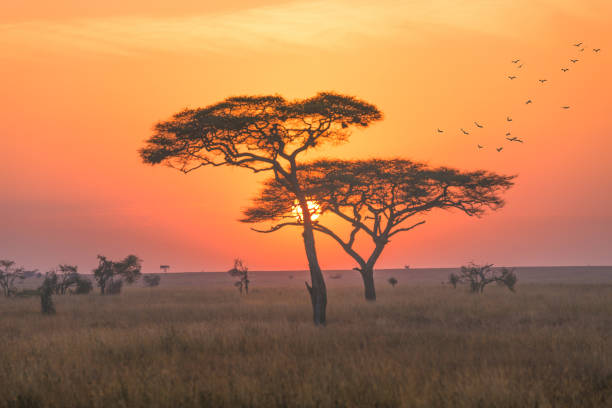safari en Tanzania
