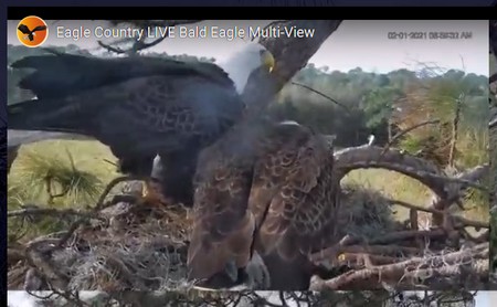 Eagle country live nest 2024 cam