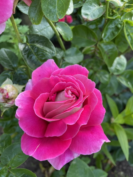 https://i.postimg.cc/zBfGHQnH/IMG-2522.jpg