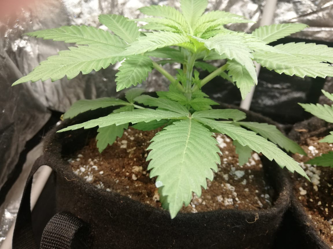 WhatsApp Image 2020-07-07 at 8.06.32 AM (4)