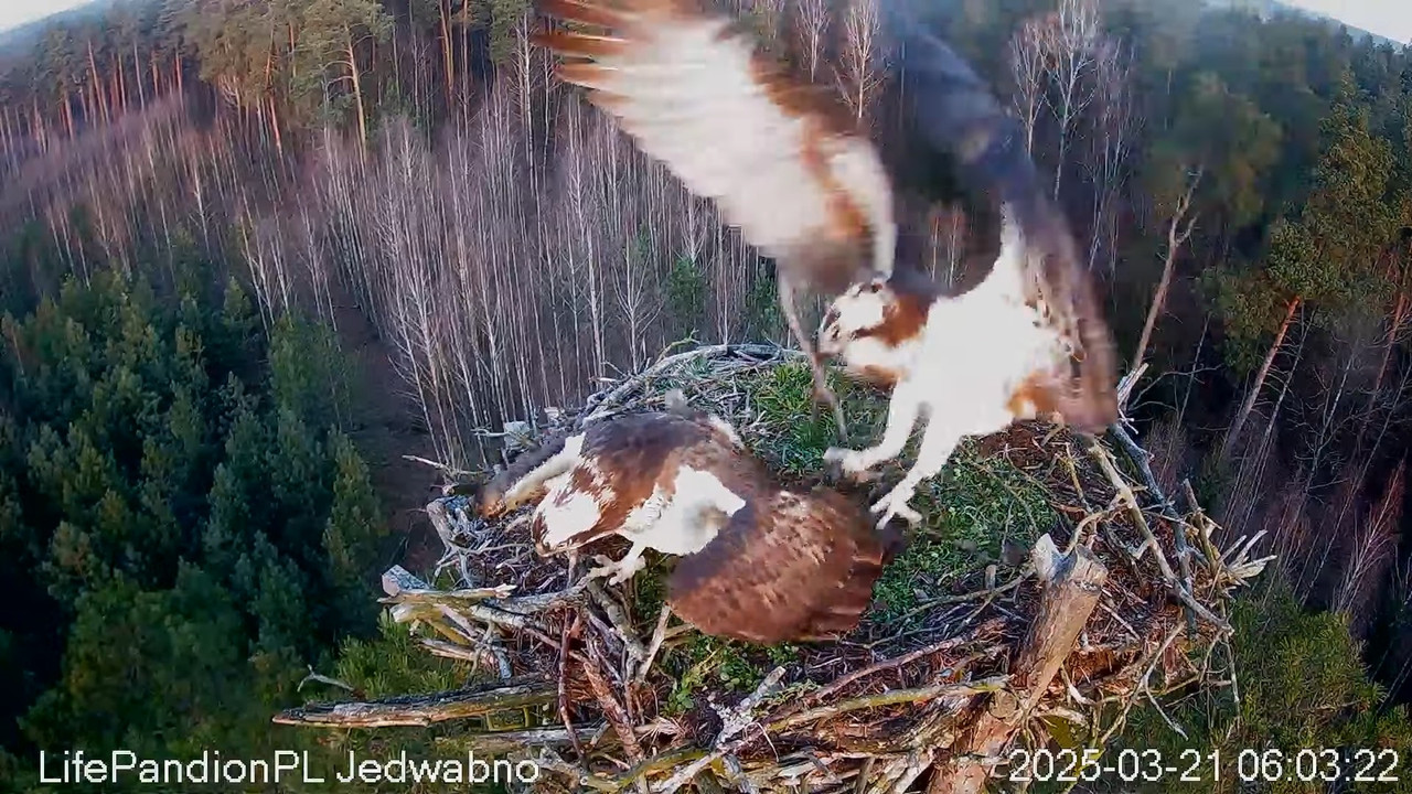 Rybołowy Online Puszcza Napiwodzko-Ramucka _ Ospreys Online in Napiwodzko-Ramucka Forest 8-6-49 scre