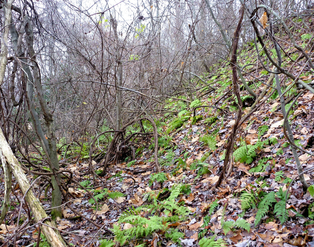 2010-11-20 6 Ruffed Grouse