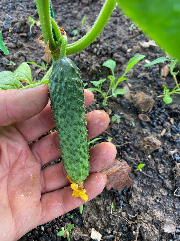 ZTavsGig6xmZ9pe4ghprTiDUN8CtwiIIGA7xeCQLpPR8PPVP49EbfQJ7Cwp888zROOKiZpAp7vlnxUQSdSTNZDFF