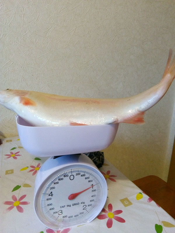 IMG-31b34aef66955abd0bf5e0c7d9d660b3-V