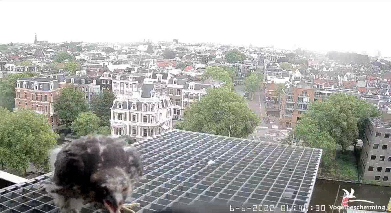 Amsterdam/Rijksmuseum screenshots © Beleef de Lente/Vogelbescherming Nederland - Pagina 19 Video-2022-06-06-064844-Moment-3