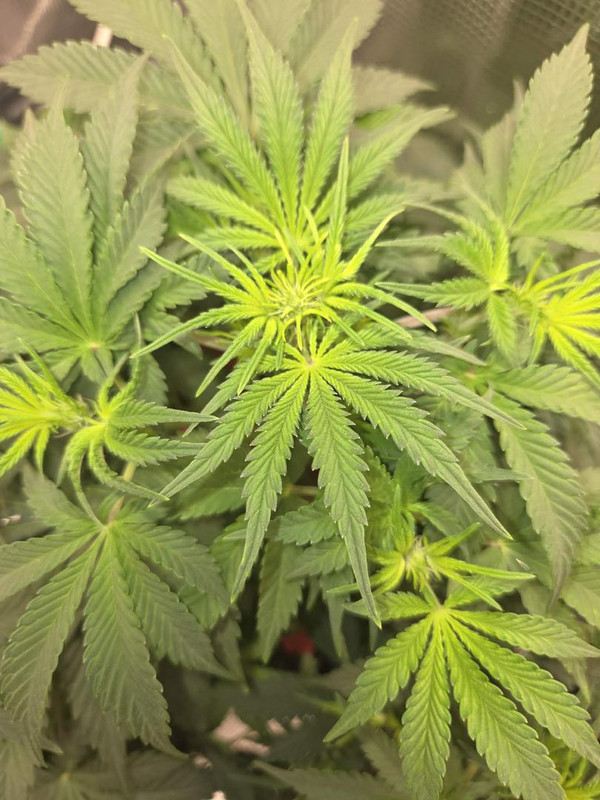 Messenger creation 1F0093AE 08BB 456F BC77 1A738F2F8371