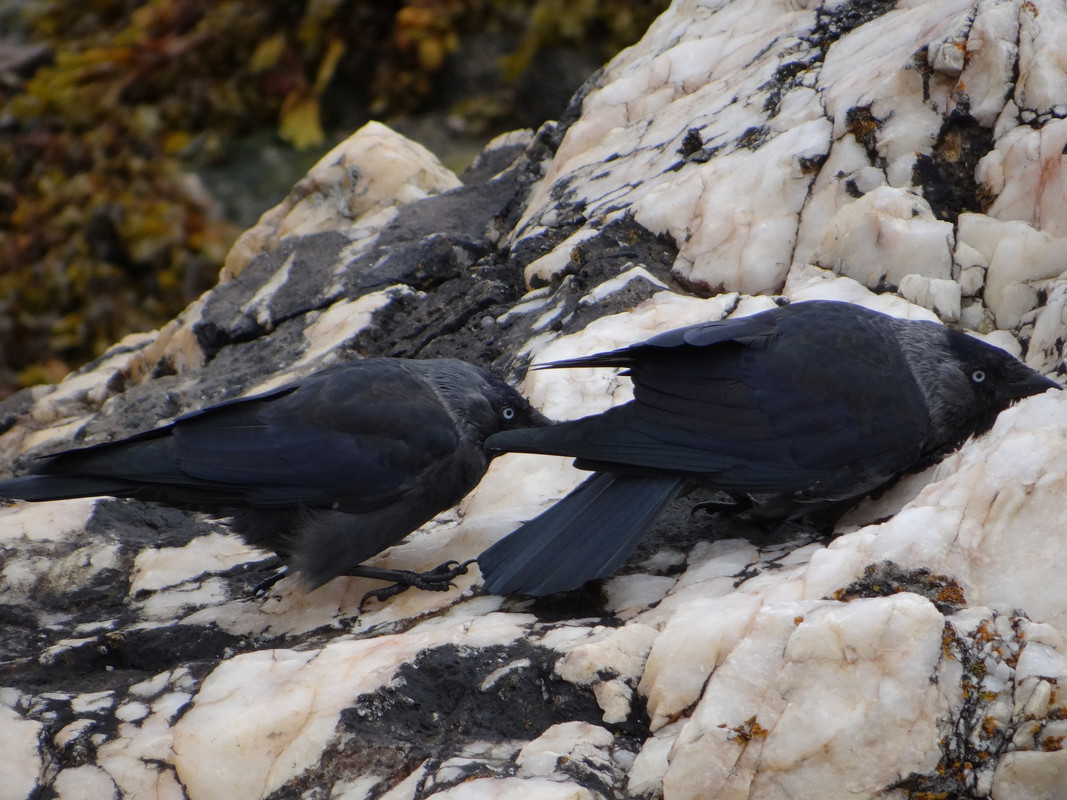 JACKDAW 52 060924