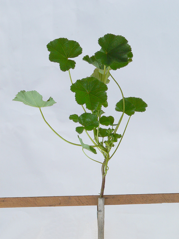 P1160320-1.1... (1024)