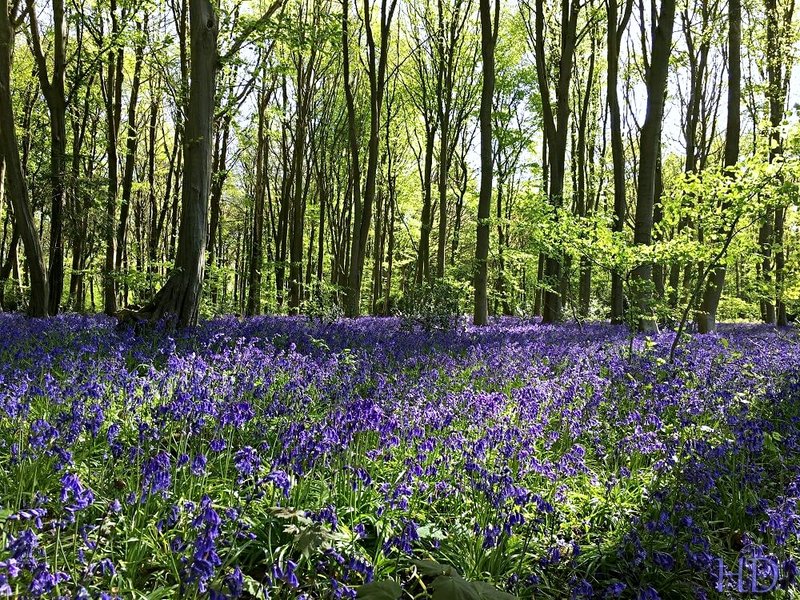 bluebell-woods-5.jpg