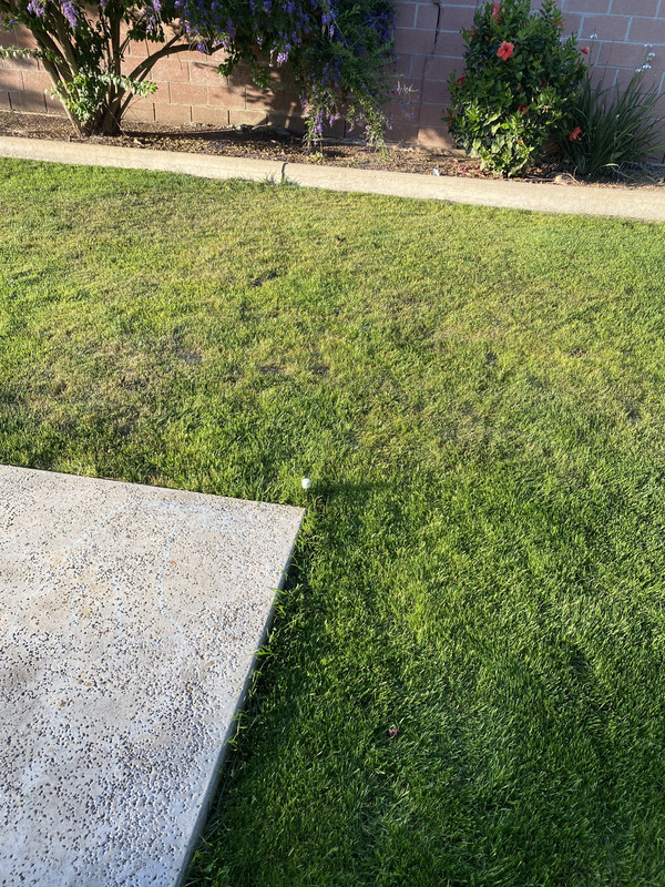 Brown Spots / Dying Tall Fescue Lawn Care Forum