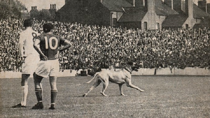 [Image: A-pitch-invading-dog-running-by-Barry-Lyons.jpg]