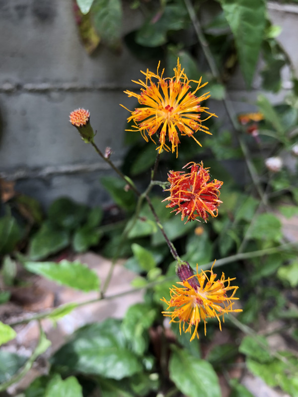 FDFB7B8A-109F-4BF5-A9F2-9A93216651D2