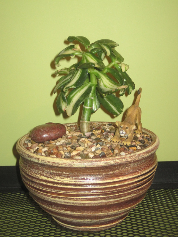 Ретурн оф Бьюти после первого полива 1 февраля 2023 г