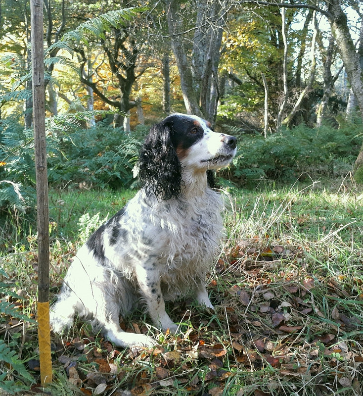 INCA HAZEL HILL 3