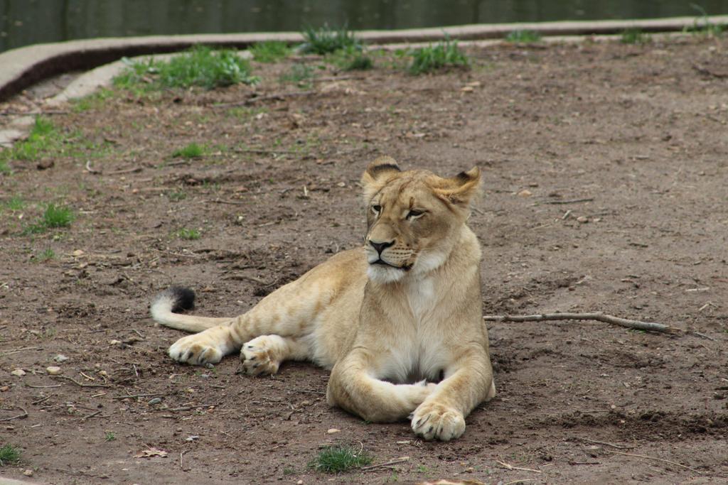 lion-1-by-feartheliving27-dayqayl-fullview.jpg