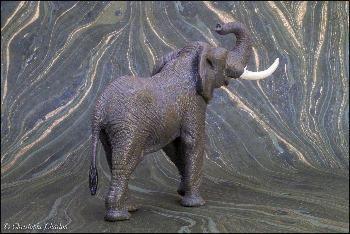 mojo - Mojo 2021 African elephant: a Walkaround by Kikimalou Mojo-381005-African-elephant-3