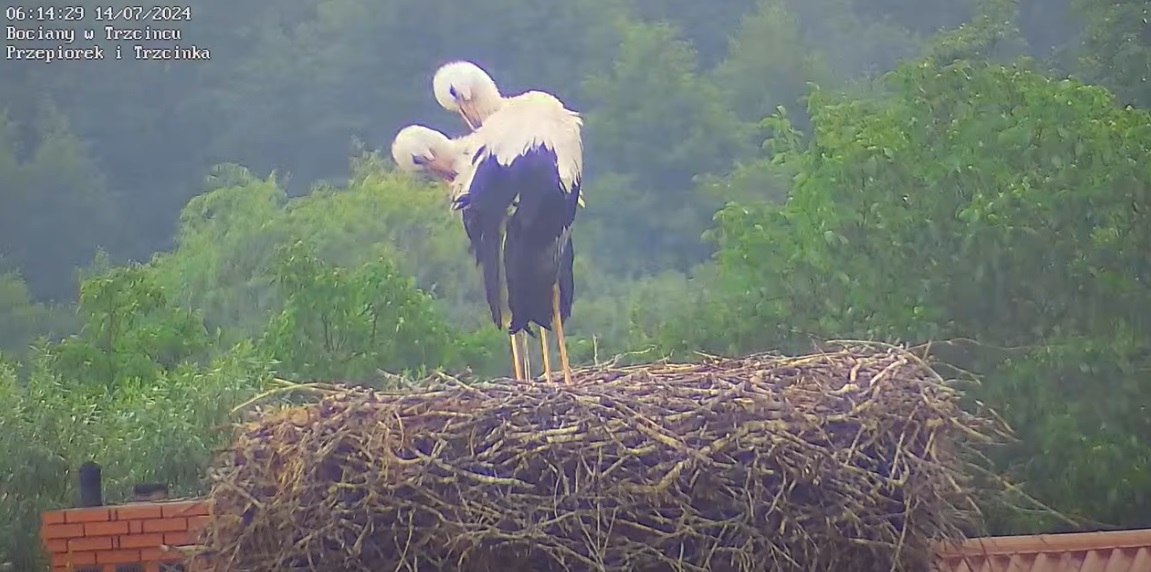 bocianpodwojny