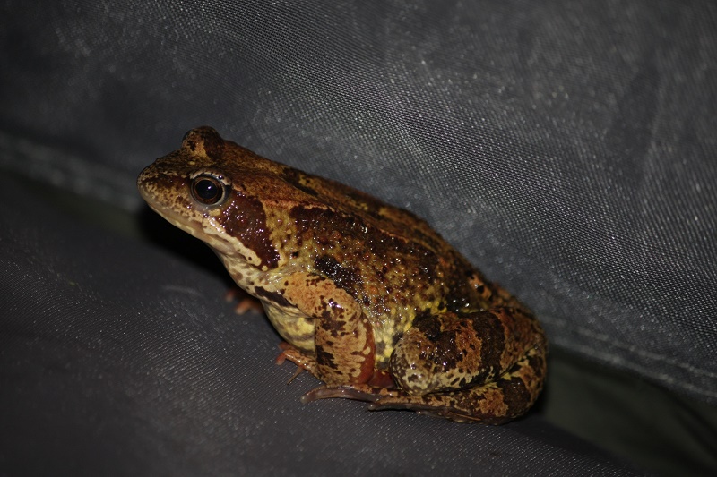 Мож и царевна